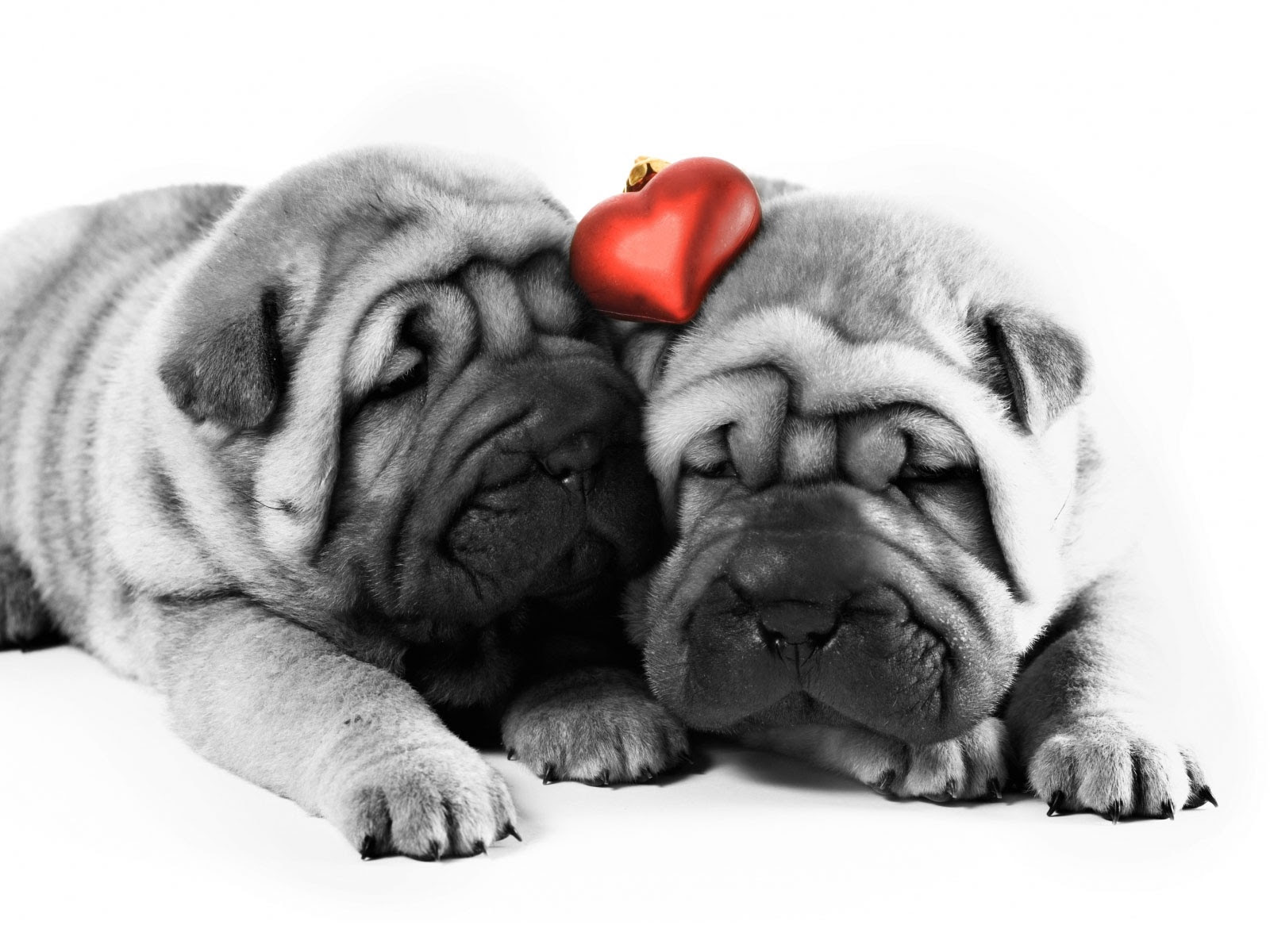 Valentine's Day Dog Wallpaper - WallpaperSafari