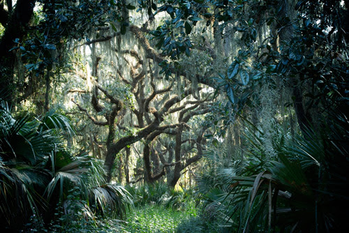 Tree Photography