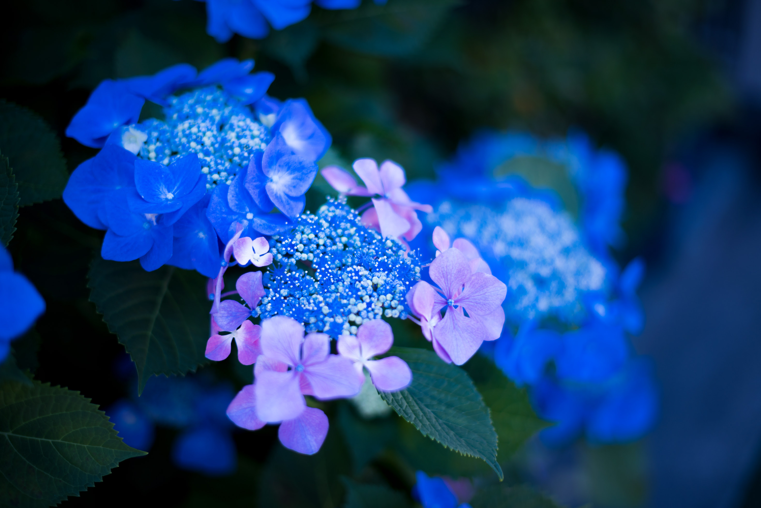 紫陽花 B2