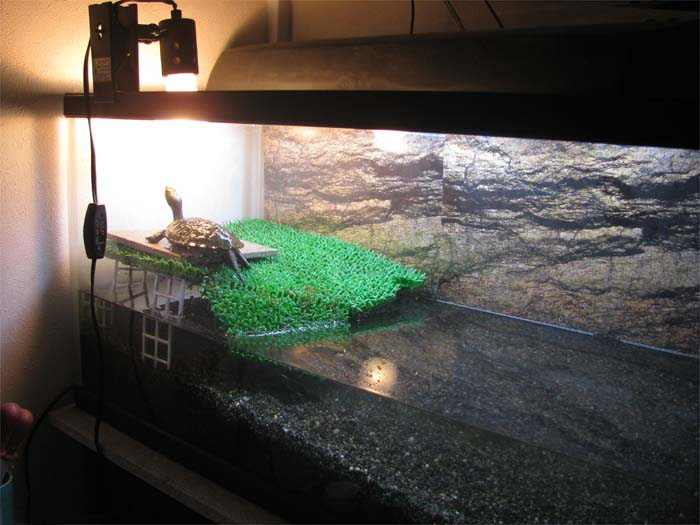 カメって実はそれほど飼いやすくもない うぱいもり