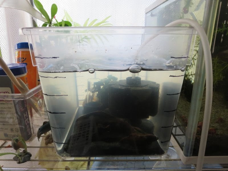 土佐錦タライと東錦稚魚水替え 金魚 夢日記