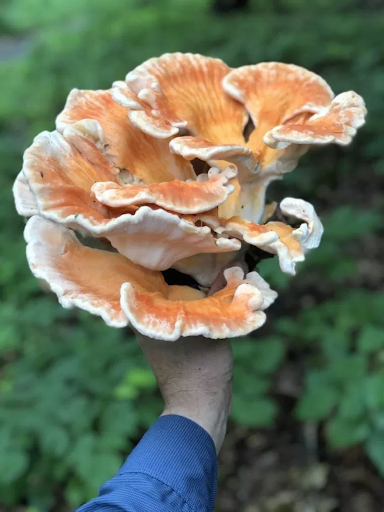 Chicken Of The Woods Mushroom