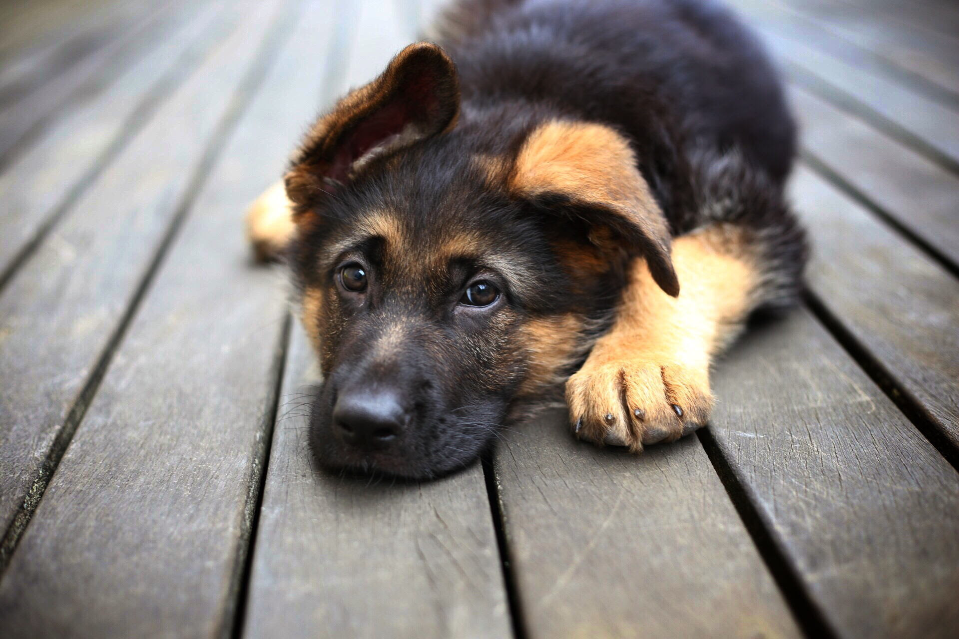 Cool Dogs Wallpapers 60 Images