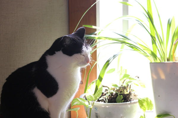 猫が目を閉じると瞑想しているように思えるのは…