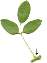 Hoja compuesta trifoliolada