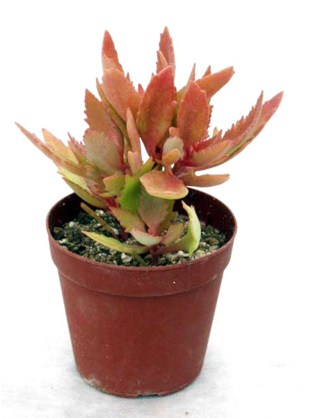 紅葉が美しい品種一覧