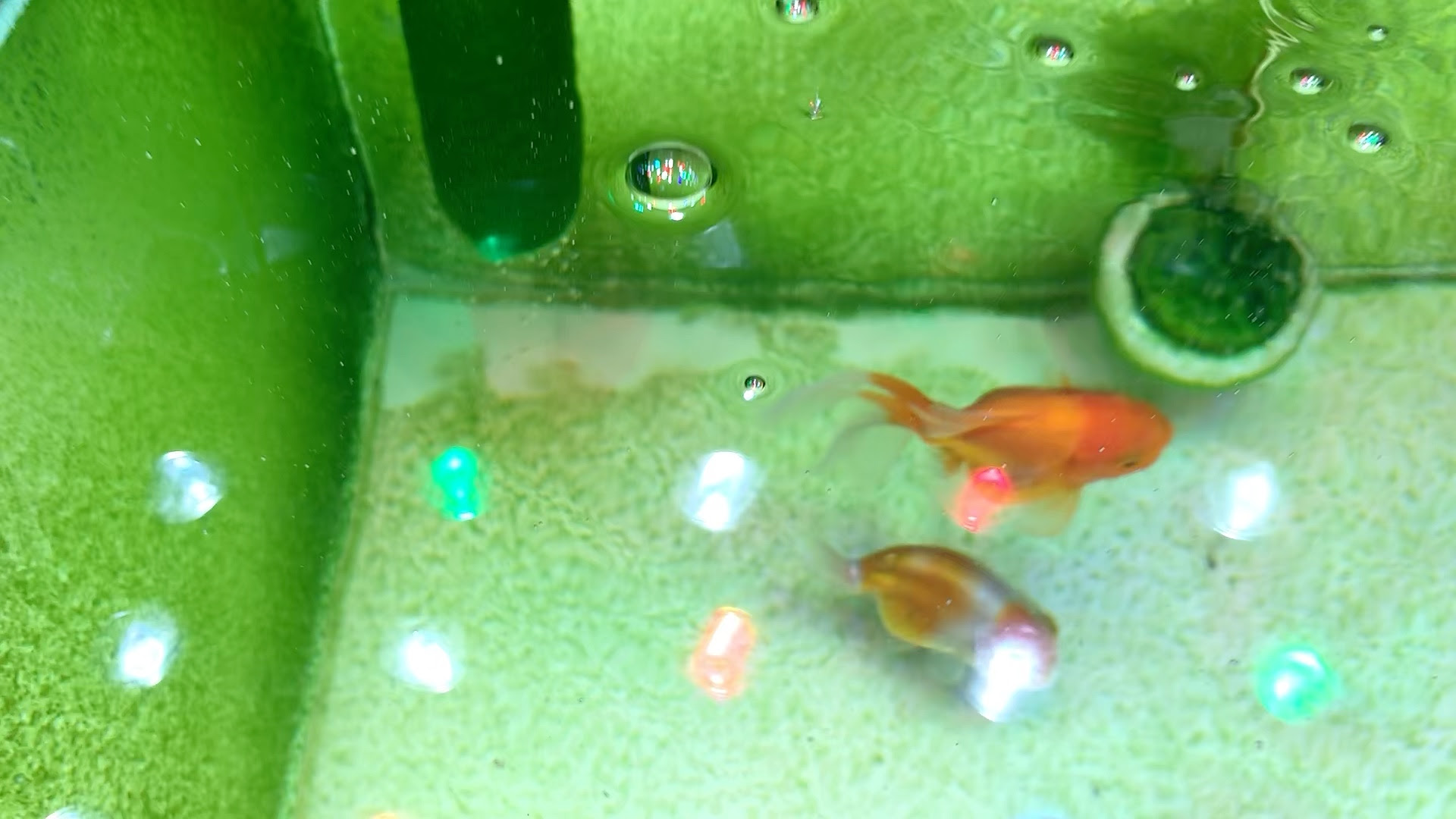 养了5个月的泰狮居然产卵了 不知道能不能孵化出来 哔哩哔哩 Bilibili