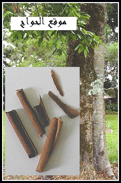 اضغط فقط على اسم النبات وتعرف على سر الاعشاب صفحة 2