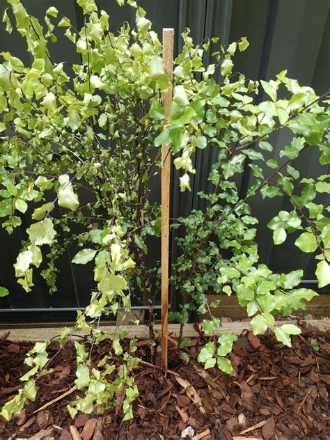 pittosporum silver sheen dying bunnings workshop community