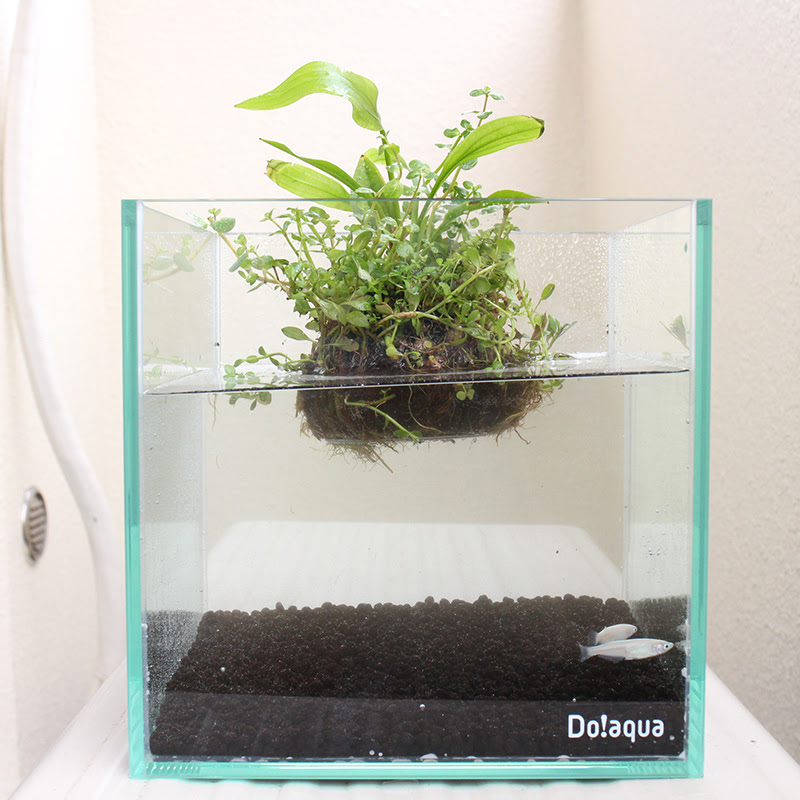 cm キューブ水槽立ち上げ 水草観察日記 Miniaqua