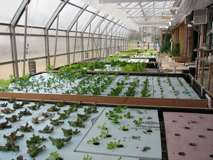 Tour PortFish Ltd's Aquaponics facility | PortFish, Ltd