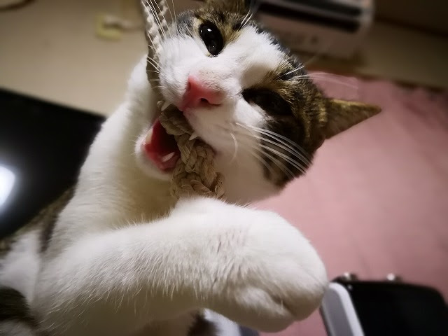 保護猫そらの噛み癖が少しマシになってきました そらのしっぽ