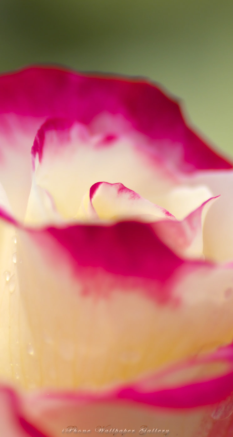Iphone5 壁紙館 花 バラ バラ 8 Iphone Wallpaper Flower