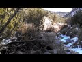 Diablo canyon birds