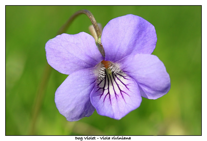 Dog Violet