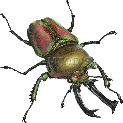虹色鍬形 ニジイロ クワガタ くわがた虫のイラスト 条件付フリー素材集