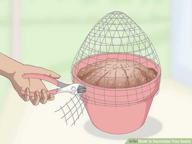 Germinate Tree Seeds Step 4 Version 3.jpg