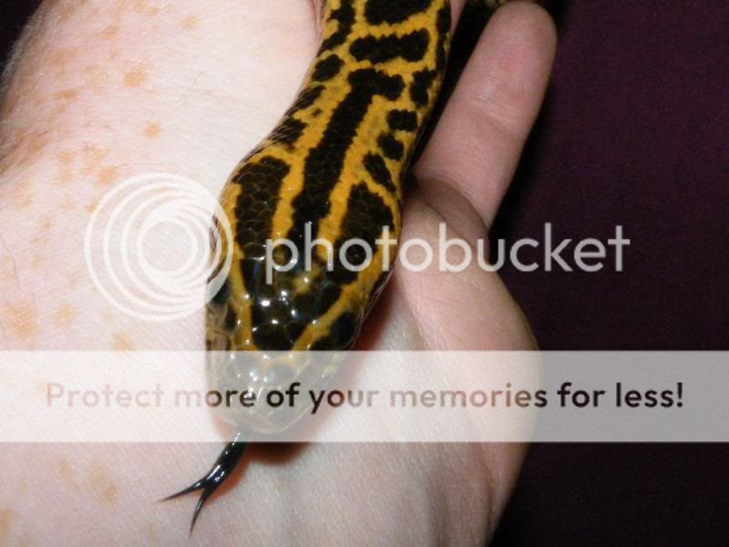 freshly shed yellow anaconda - Reptile Forums