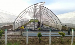 La agricultura extremó las medidas para proteger los túneles de posturas tabacaleras.

