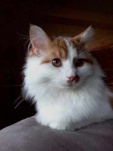 Dexter  by Amber Mahoney ☮