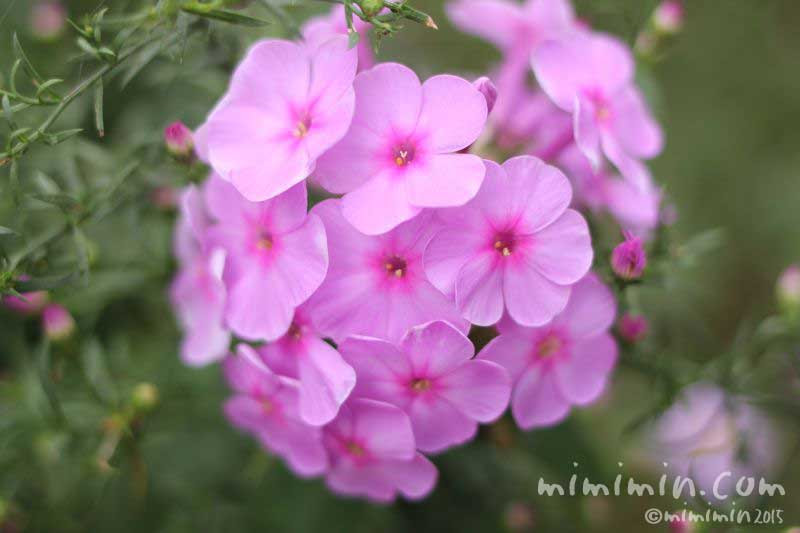 フロックスの花言葉 ピンク色のフロックスの花の写真 みみみんブログ
