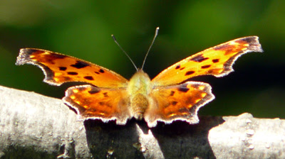 Eastern Comma