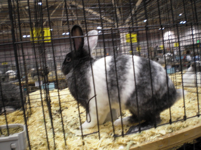 うさぎ舎 Blog とっても珍しいカラーのうさちゃん 発見