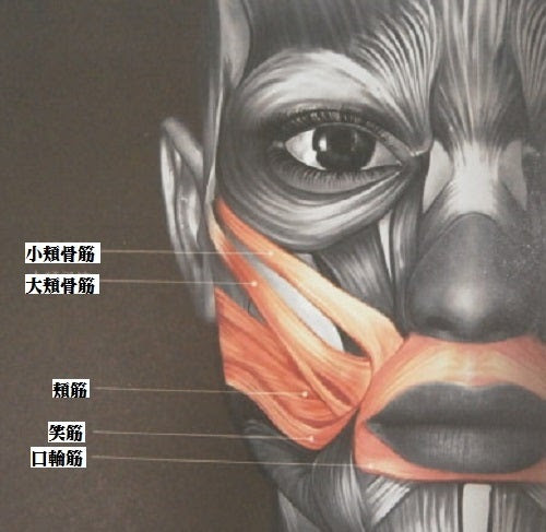 たるみをなくしてほうれい線を薄くする方法 大阪 生野 リラクゼーションしあわせ