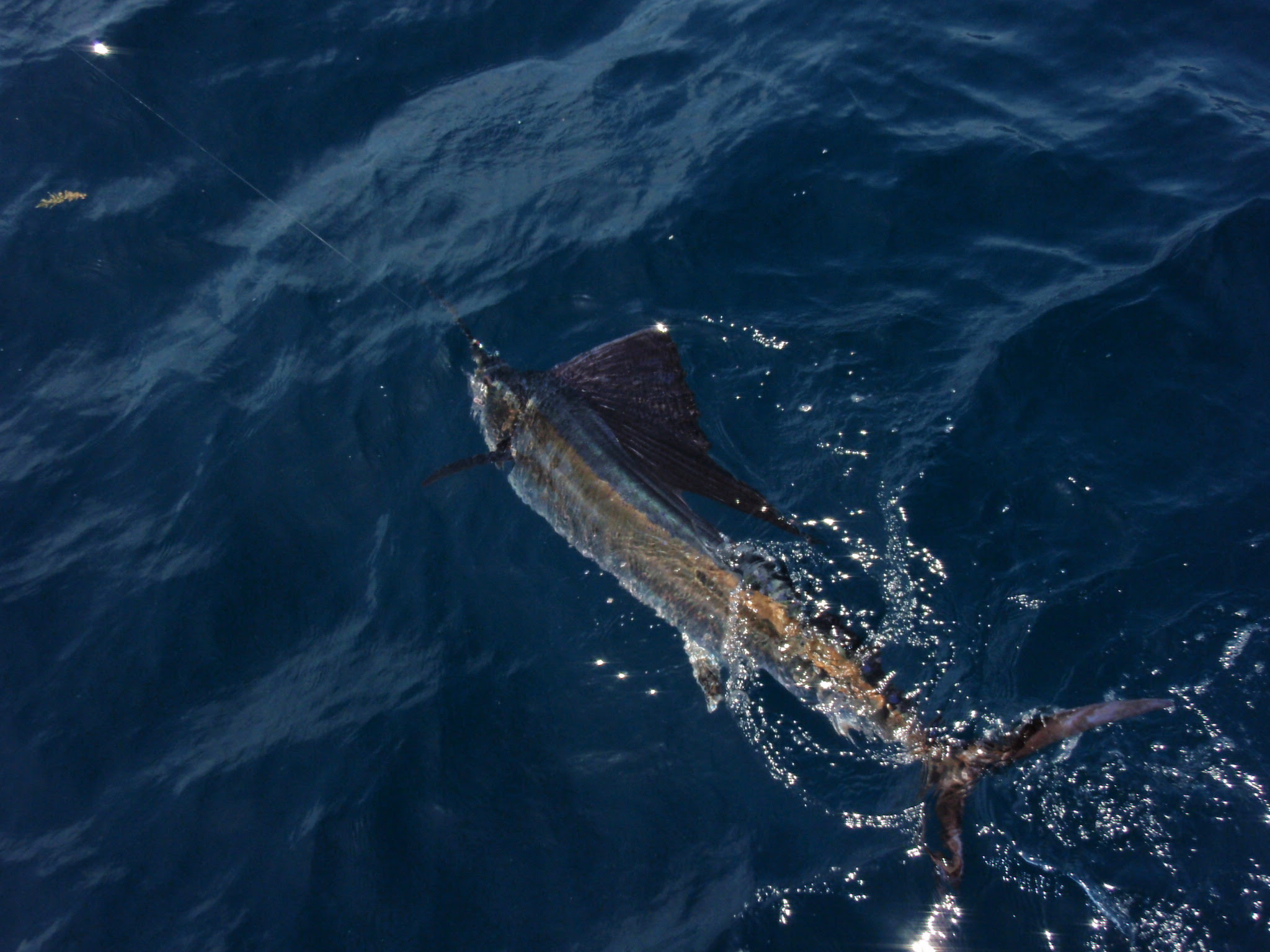 Deep  Fishing Jupiter on Boats Near Jupiter Florida   Bar Jack Fishing And The Lady K Deep Sea