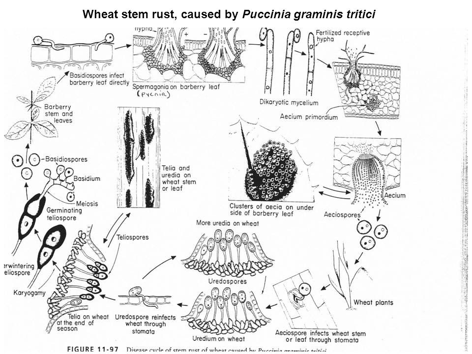 life-cycle-of-rust