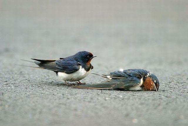 Story of a poor birdie (13 pics)
