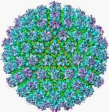 What are HSV-1 and HSV-2?