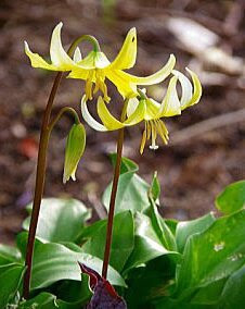 花 カタクリ 4月24日の花言葉 カタクリ 片栗 魅る魅るガーデニング