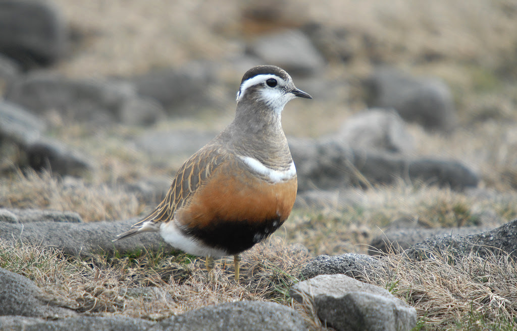 Dotterel Portrait
