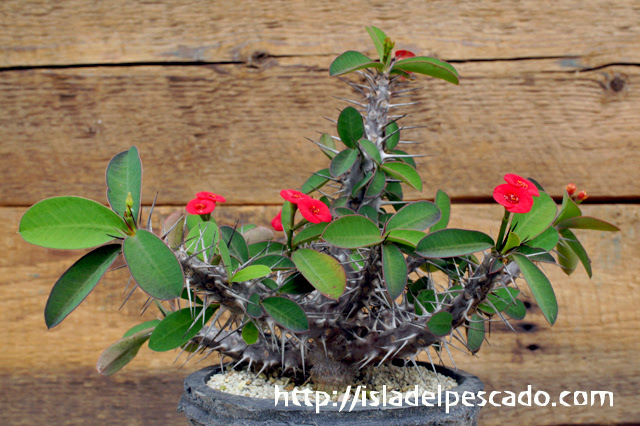 Isla Del Pescado Euphorbia Millii 花キリン