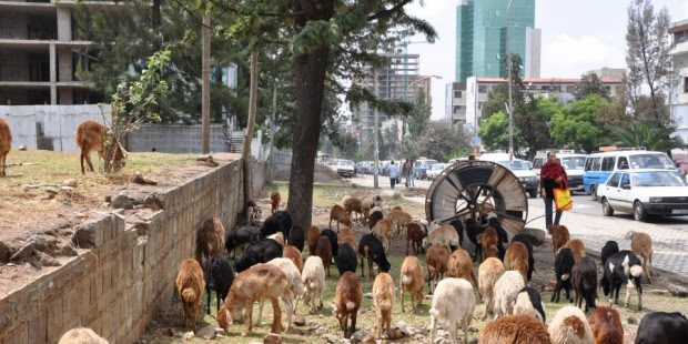 addis-ababa