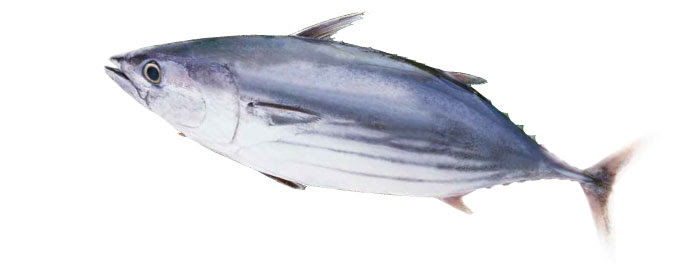 戻り鰹と初鰹 明神水産株式会社