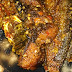 Lele Balado Padang - Lele Balado Padang / Rumah Makan Padang Asli Caturtunggal ... - Lele balado ala warung padang.