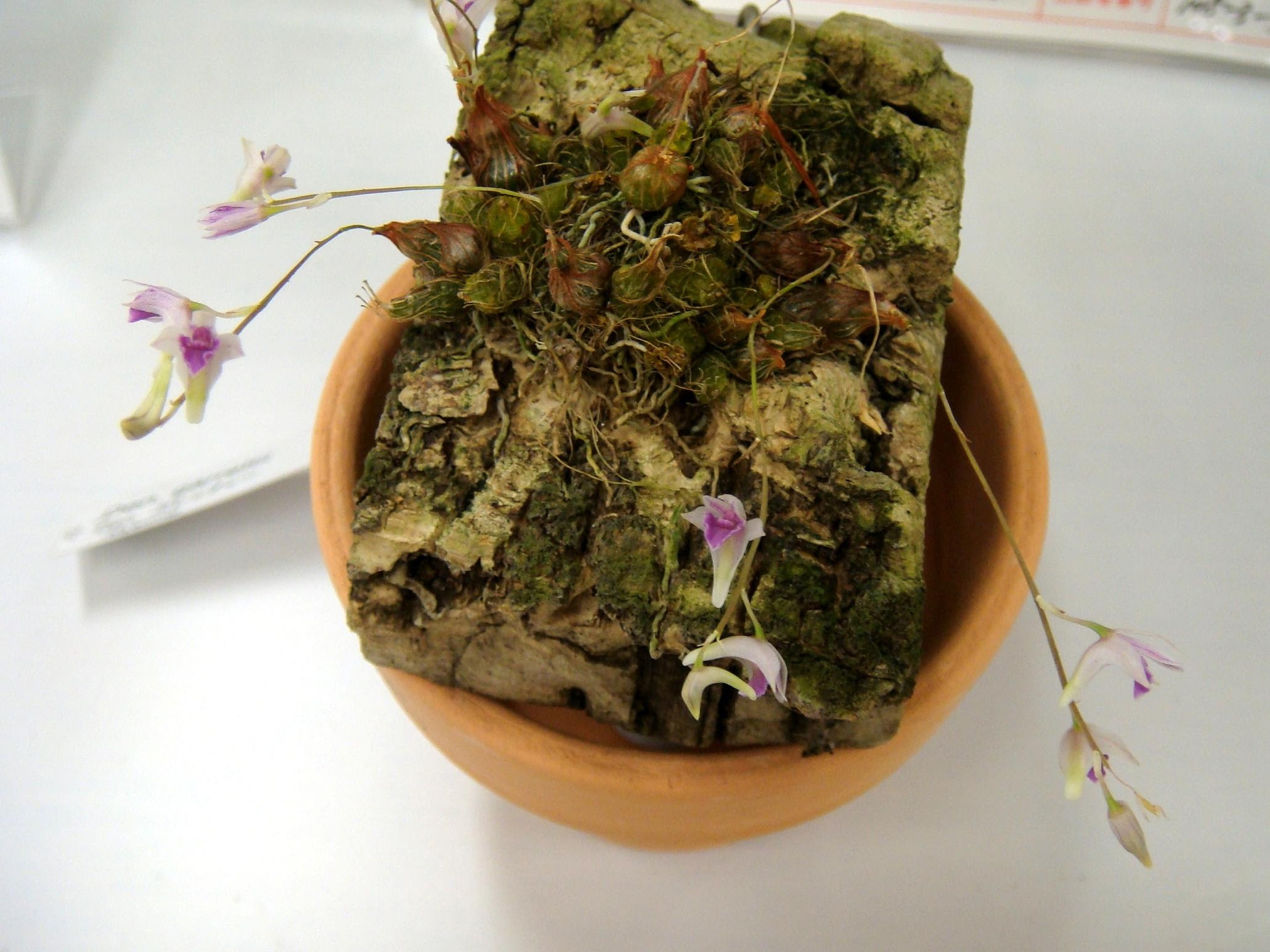 http://orchids.la.coocan.jp/Dendrobium/Dendrobium%20garrettii/DSC07175.JPG