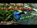 【人気ダウンロード！】 グッピー 尾ぐされ病 164632-グッピー 尾ぐされ病 水換え
