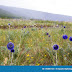 Fiore Blu Spiga Selvatico : Primavera Fiori Di Ciliegio Schematico Blu Sparrows ... - Tutte le informazioni su esposizioni, rassegne d'arte, gli orari, le date e la programmazione del mese luglio 2021 delle mostre d'arte, degli eventi e delle opere in italia