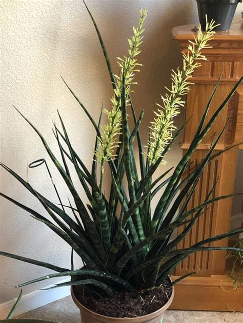 Studies have shown that plants can boost your productivity and increase overall happiness when they are added to a room you regularly spend time in. Ask Wet & Forget Clean the Air in Your Home by Growing