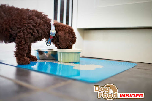 Science Diet Large Breed Puppy