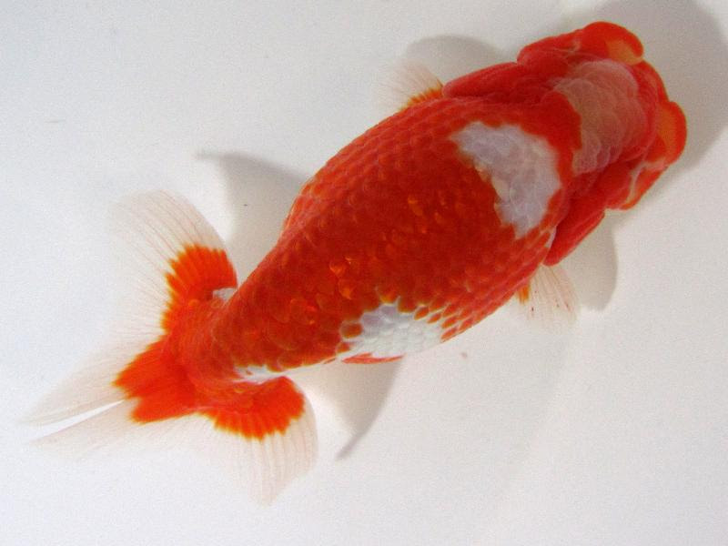 沼津在住 A氏明け二歳らんちゅう 繁殖用販売 金魚 らんちゅうのことなら金魚一道