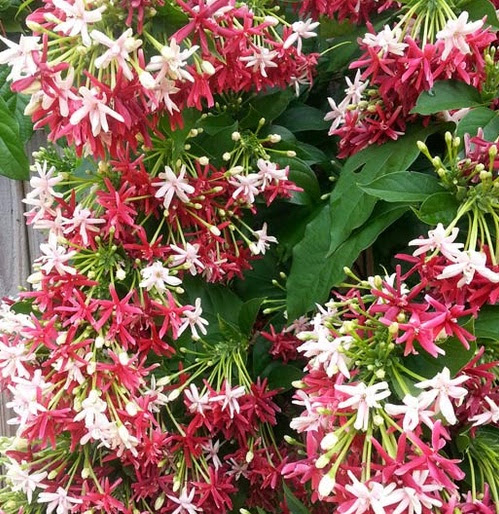 Tanaman Melati  Belanda Thai Double Flower BibitBunga com