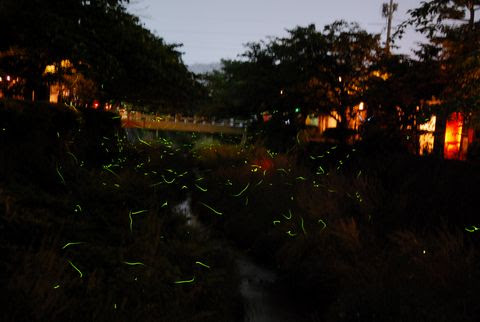 山口県をデザインする モトクロス ブログ 一の坂川のホタル