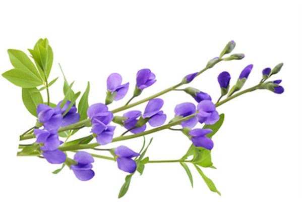 Baptisia homéopathie