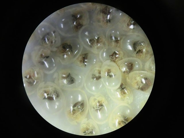 夜の海で青く光る ウミホタル 科学館日記