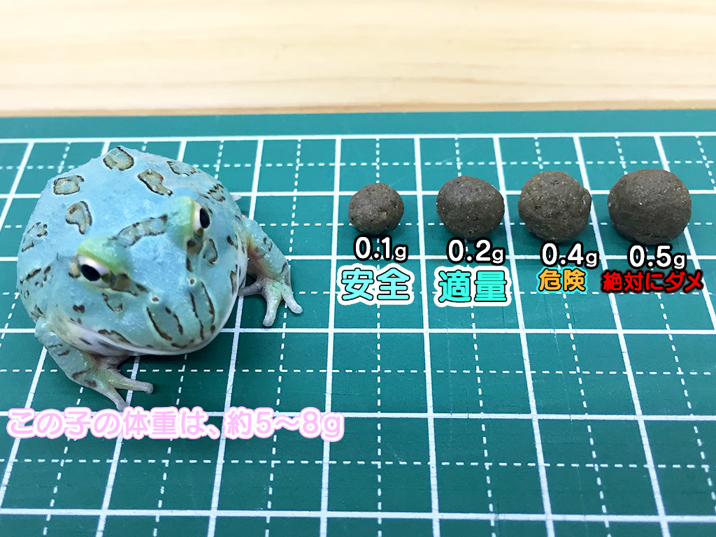 ツノガエルの人工飼料 パックマンディナー Nuance 飼育 販売