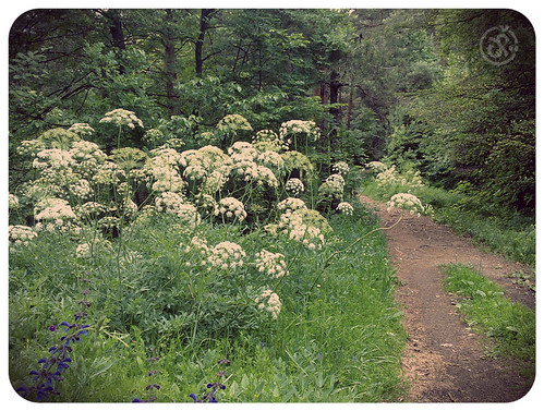 In the Woods